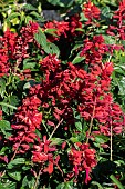 SALVIA SPLENDENS BONFIRE