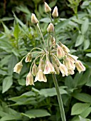 NECTAROSCORDUM SICULUM (SICILIAN HONEY GARLIC)