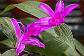 SOBRALIA LOWII