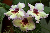 STREPTOCARPUS DS HORUS