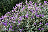 STROBILANTHES RANKANENSIS