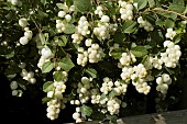 SYMPHORICARPOS MAGIC GALAXY