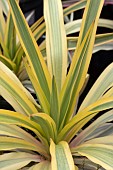 YUCCA GLORIOSA BRIGHT STAR (WALBRISTAR)