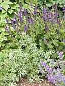 NEPETA,  ERYNGIUM,  SALVIA