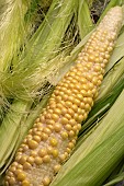 ZEA MAYS GOLDCREST F1