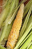 ZEA MAYS GOLDCREST F1