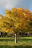 ACER CAPPADOCICUM