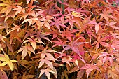 ACER PALMATUM RYUSEN