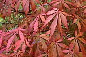 ACER PALMATUM SUMI-NAGASHI