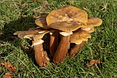 ARMILLARIA MELLEA