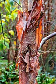 BETULA UTILIS MELONY SANDERS