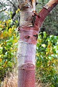 BETULA UTILIS ALBOSINENSIS JOSEPH ROCK,