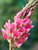 ONOBRYCHIS VICIIFOLIA (SAINFOIN)