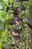 BRASSICA OLERACEA GEMMIFERA PETIT POSY