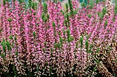 CALLUNA VULGARIS BEAUTY LADIES