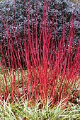 CAREX MARROWII GOLDBAND, CORNUS ALBA SIBERICA, PITTOSPORUM TOM THUMB