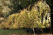 CERCIDIPHYLLUM JAPONICUM PENDULUM