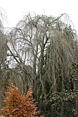 CERCIDOPHYLLUM JAPONICUM MORIOKA WEEPING