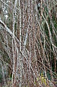 CERCIDOPHYLLUM JAPONICUM MORIOKA WEEPING