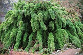 CHUSQUEA CULEOU CHILEAN WEEPING