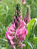 ONOBRYCHIS VICIIFOLIA (SAINFOIN)