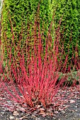 CORNUS ALBA WESTONBIRT