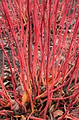 CORNUS ALBA WESTONBIRT