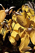 CORNUS ALBA SIBERICA