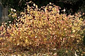 CORNUS SANGUINEA ANNYS WINTER ORANGE