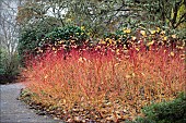 CORNUS SANGUINEA ANNYS WINTER ORANGE