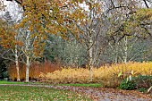 CORNUS SANGUINEA MIDWINTER FIRE