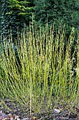 CORNUS SERICEA FLAVIRAMEA