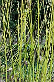 CORNUS SERICEA FLAVIRAMEA