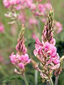 ONOBRYCHIS VICIIFOLIA (SAINFOIN)