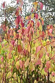 CORNUS SERICEA SANTI