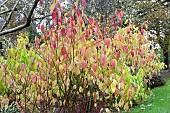 CORNUS SERICEA SANTI