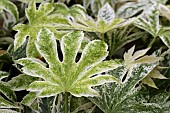 FATSIA JAPONICA SPIDERS WEB