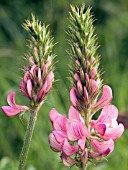 ONOBRYCHIS VICIIFOLIA (SAINFOIN)