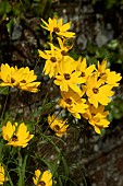 HELIANTHUS SALICIFOLIUS