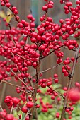 ILEX VERTICILLATA MAGIC BERRY (KOLMBER)