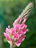 ONOBRYCHIS VICIIFOLIA (SAINFOIN)