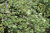 LIGUSTRUM LUCIDUM EXCELSUM SUPERBUM