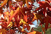 LIQUIDAMBER STYRAXCIFLUA WORPLESDON