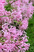 NERINE BOWDENII