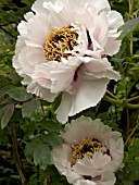 PAEONIA SUFFRUTICOSA ROCK