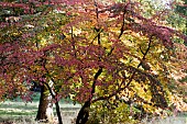 PARROTIA PERSICA