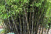 PHYLLOSTACHYS NIGRA