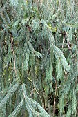 PICEA SMITHIANA