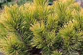 PINUS MUGO WINTER GOLD