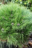 PINUS NIGRA MARIA BREGEON